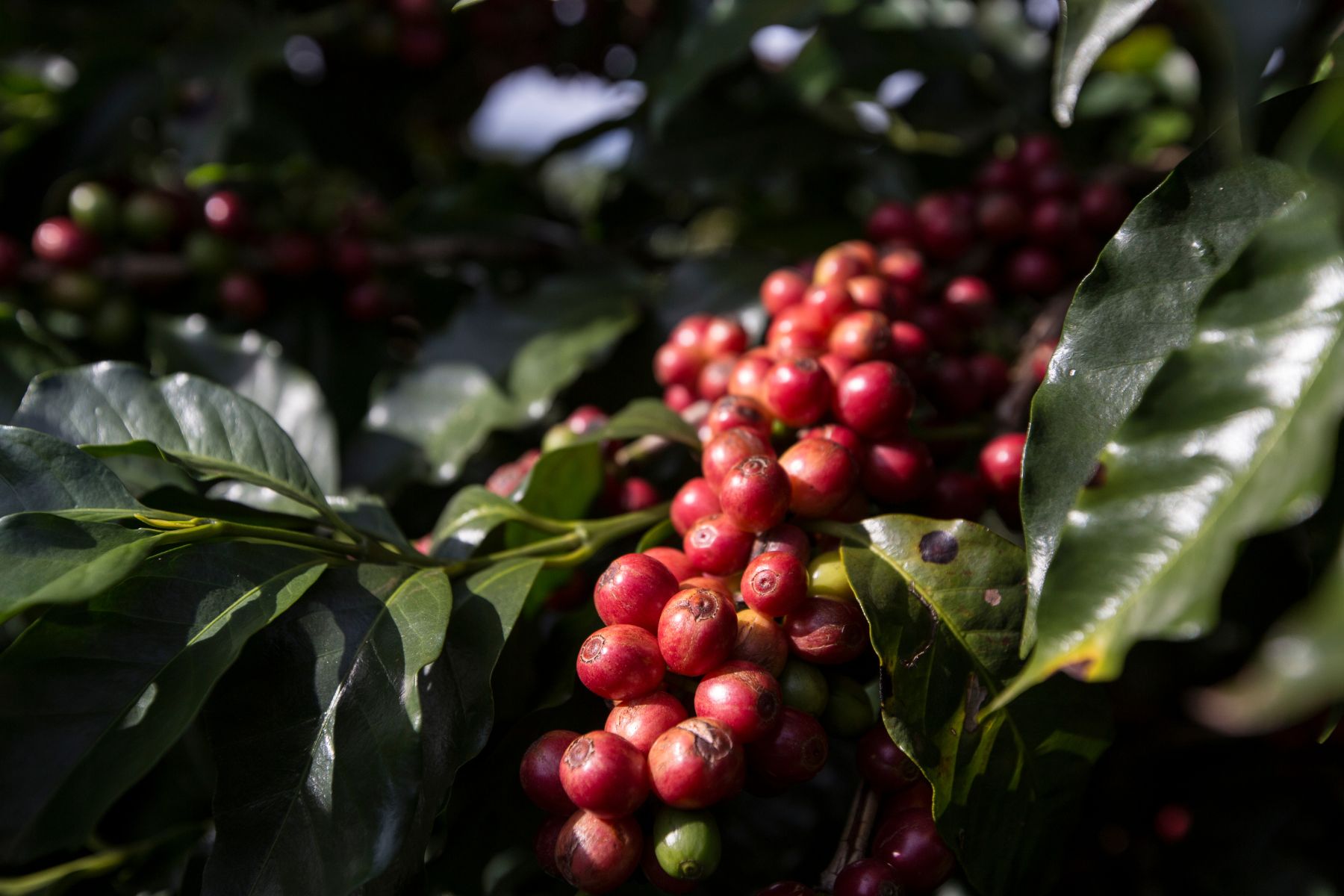 頂級咖啡豆推薦,精品咖啡豆推薦,咖啡豆推薦台北,莊園咖啡推薦,精品咖啡豆介紹,咖啡豆怎麼選,台北咖啡豆品牌,宸酌咖啡